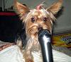 Rockstar yorkie-001.jpg