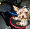 Rockstar yorkie-002.jpg