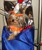 2008 Halloween Contest Outtakes & Bloopers-002.jpg