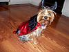 Nolee is his costume!-103_0016.jpg