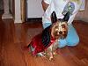 Nolee is his costume!-103_0017.jpg