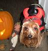 2008 Halloween Contest Outtakes & Bloopers-dogdressedhalloween2008-123.jpg