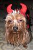 2008 Halloween Contest Outtakes & Bloopers-dogdressedhalloween2008-151.jpg