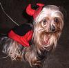 2008 Halloween Contest Outtakes & Bloopers-dogdressedhalloween2008-169.jpg