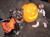 2008 Halloween Contest Outtakes & Bloopers-dogdressedhalloween2008-104.jpg