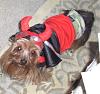 2008 Halloween Contest Outtakes & Bloopers-dogdressedhalloween2008-145.jpg