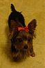 We're Back from the Groomer's!-bella11-2-.jpg