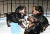 Puppy boxing!-picture-video-033-copy.jpg