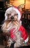 2008 Halloween Contest Outtakes & Bloopers-christmas20072-004.jpg