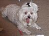 2008 Halloween Contest Outtakes & Bloopers-clintshouse2007-001.jpg