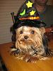 Tatum - Is she a GOOD Witch or a BAD Witch?-witch-tate-6.jpg
