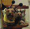 Momma Bee and her Little Bumble Bees....Buzzzzz-halloween081.jpg