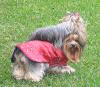 What is YOUR yorkie Mixed with ?-outside.jpg