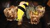 Momma Bee and her Little Bumble Bees....Buzzzzz-halloween084.jpg