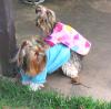 What is YOUR yorkie Mixed with ?-new-jammies1.jpg