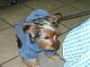 Alfie's first Halloweenie~!-alfie-toto-halloween-2008.jpg
