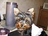 Athena's first groom-004.jpg