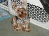 FRIDAY Guess The Yorkie!!!-yorkiefri.jpg