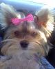 Loving Bella's 1st haircut!!!-haircut2.jpg