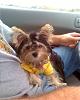 Loving Bella's 1st haircut!!!-haircut3.jpg