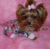 Pia loves her pjs from yorkiepup2 (Gina)-550-600-x-584-.jpg