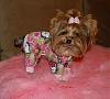 Pia loves her pjs from yorkiepup2 (Gina)-552-600-x-539-.jpg