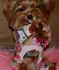 Pia loves her pjs from yorkiepup2 (Gina)-553-509-x-600-.jpg