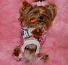 Pia loves her pjs from yorkiepup2 (Gina)-554-600-x-567-.jpg