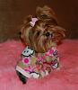 Pia loves her pjs from yorkiepup2 (Gina)-555-519-x-600-.jpg