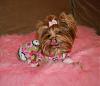 Pia loves her pjs from yorkiepup2 (Gina)-556-600-x-516-.jpg