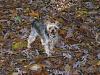 Got leaves?!-oliver-leaves.jpg