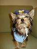 Contest Winner: Suri the guard dog!-halloween.jpg