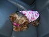 Lucy Goes To The Vet...-100_4877-large-.jpg