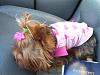 Lucy Goes To The Vet...-100_4881-large-.jpg