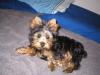 Your Yorkie Pics and weight-ringo4-1-05-2_edited.jpg