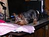 Mommy's Little Helper-onni_desk1.jpg