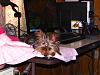 Mommy's Little Helper-onni_desk3.jpg