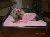 Sophie's new bed.-002.jpg