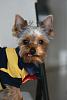 Is this how a yorkie looks?-img_2217.jpg