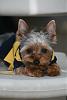 Is this how a yorkie looks?-img_2225.jpg