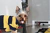 Is this how a yorkie looks?-img_2201.jpg