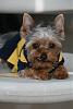 Is this how a yorkie looks?-img_2223.jpg