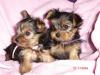 My Sweet Baby Girls-debbies4-600-x-450-.jpg