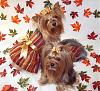 Lacy & Rylie Dressed for Fall-fall.jpg