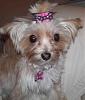 Ella Bean's New Bows! (Thanks Darlin Beaux!)-bone-bow.jpg