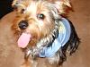 Just two new pictures of Alfie.... but he is sticking out his tongue.. LOL-alfie-november-16-2008.jpg