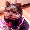 Strawberry has an attitude when wearing her new coat!-1117081750b.jpg