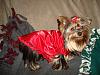 Kikki in her New Go Fetch Nightie!-kikkiingofetchnightie-009.jpg