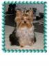 Your Yorkie Pics and weight-sweet-pea-web.jpg