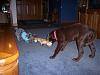 Jax got a new Baby Sister!!!-tug-war-2.jpg